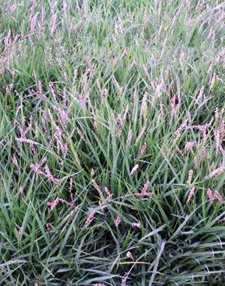 標(biāo)題：結(jié)縷草
瀏覽次數(shù)：4150
發(fā)表時間：2017-11-02