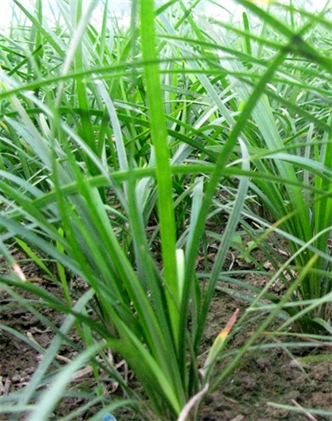 標(biāo)題：麥冬
瀏覽次數(shù)：4174
發(fā)表時(shí)間：2017-11-02