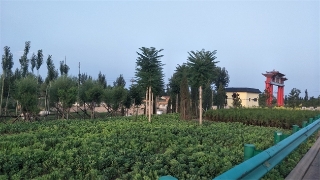 標(biāo)題：張家口經(jīng)開區(qū)腰站堡飲用水源地生態(tài)涵養(yǎng)綠化
瀏覽次數(shù)：3143
發(fā)表時(shí)間：2020-10-16