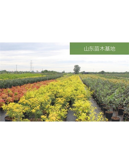 標(biāo)題：苗木基地
瀏覽次數(shù)：2544
發(fā)表時(shí)間：2020-10-17