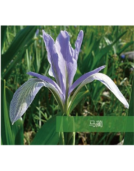 標(biāo)題：地被
瀏覽次數(shù)：1861
發(fā)表時(shí)間：2020-10-17