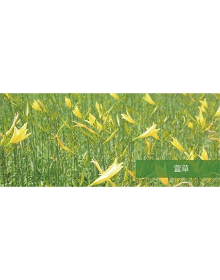 標(biāo)題：地被
瀏覽次數(shù)：1953
發(fā)表時(shí)間：2020-10-17