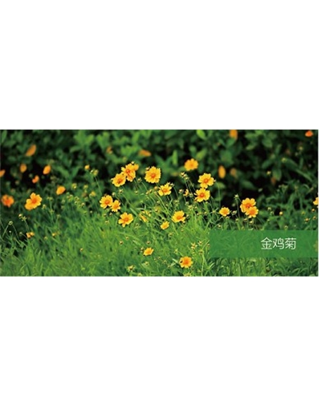 標題：地被
瀏覽次數(shù)：2261
發(fā)表時間：2020-10-17