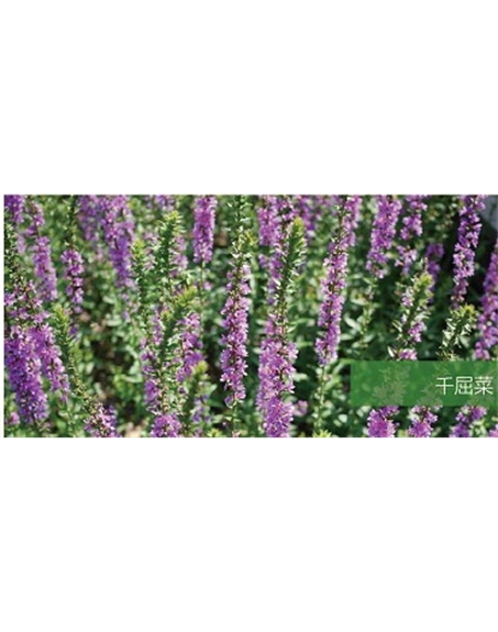 標(biāo)題:地被
瀏覽次數(shù):2225
發(fā)表時間:2020-10-17