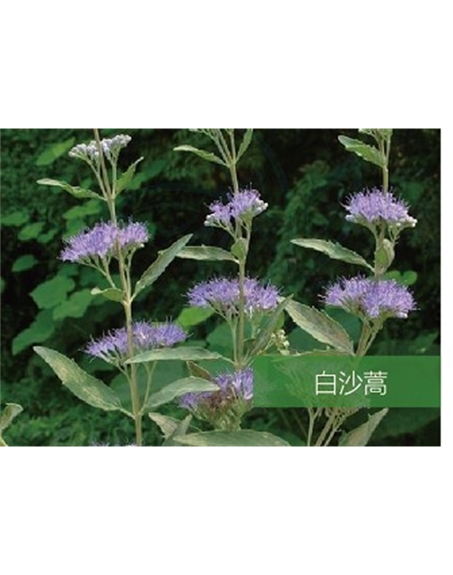 標(biāo)題：名貴樹種
瀏覽次數(shù)：1850
發(fā)表時間：2020-10-17