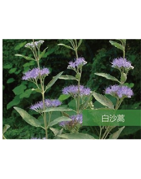 標題：名貴樹種
瀏覽次數：1768
發(fā)表時間：2020-10-17