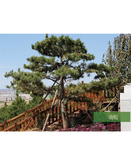 標(biāo)題：名貴樹種
瀏覽次數(shù)：1795
發(fā)表時間：2020-10-17