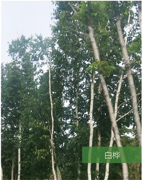 標(biāo)題:名貴樹(shù)種
瀏覽次數(shù):1895
發(fā)表時(shí)間:2020-10-17