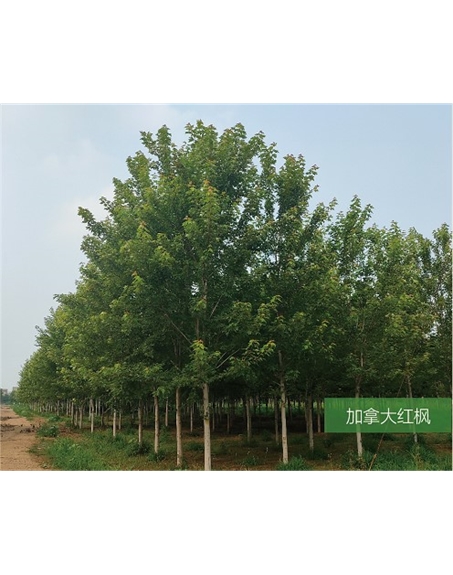 標(biāo)題:名貴樹種
瀏覽次數(shù):2135
發(fā)表時間:2020-10-17