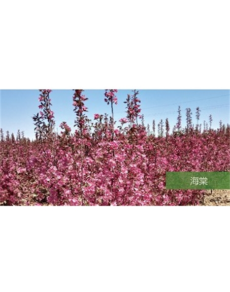 標題：喬灌木
瀏覽次數(shù)：1909
發(fā)表時間：2020-10-17