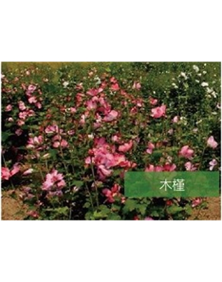 標(biāo)題:?jiǎn)坦嗄?瀏覽次數(shù):1918
發(fā)表時(shí)間:2020-10-17