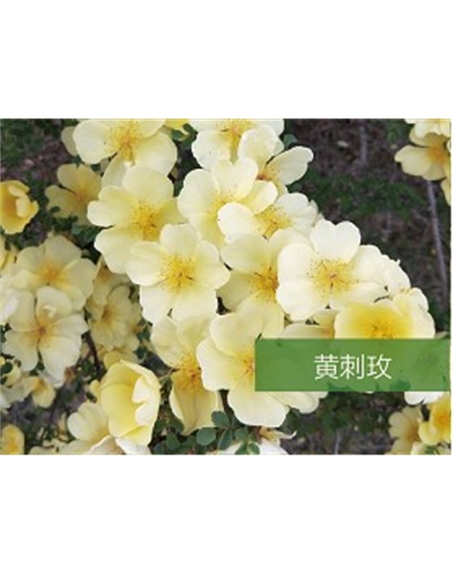 標(biāo)題:?jiǎn)坦嗄?瀏覽次數(shù):1742
發(fā)表時(shí)間:2020-10-17