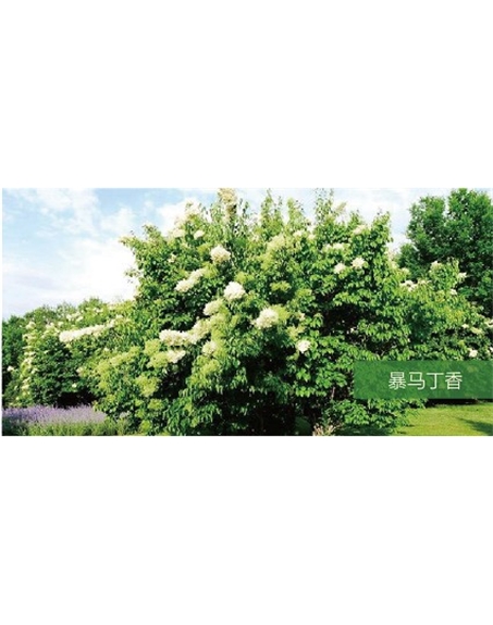 標題：喬灌木
瀏覽次數(shù)：1972
發(fā)表時間：2020-10-17