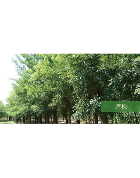 標題：喬灌木
瀏覽次數：1989
發(fā)表時間：2020-10-17