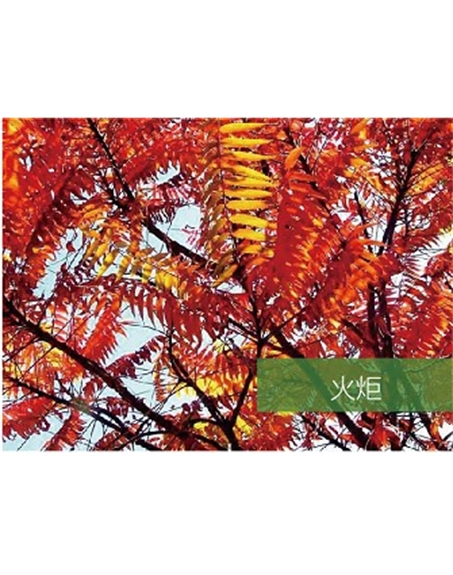 標(biāo)題：喬灌木
瀏覽次數(shù)：1819
發(fā)表時間：2020-10-17