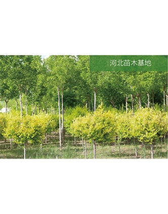 標(biāo)題：苗木基地
瀏覽次數(shù)：2503
發(fā)表時(shí)間：2020-10-17