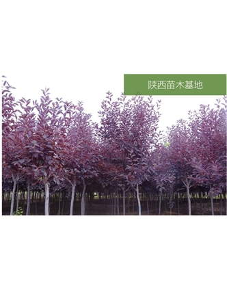 標(biāo)題：苗木基地
瀏覽次數(shù)：2521
發(fā)表時(shí)間：2020-10-17