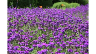 標題：烏蘭木倫河景觀項目
瀏覽次數(shù)：18685
發(fā)表時間：2020-10-17