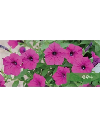 標題：地被
瀏覽次數(shù)：2352
發(fā)表時間：2020-10-17