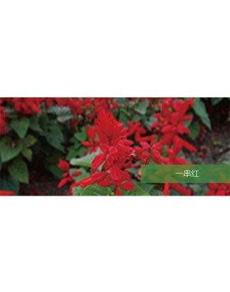 標題：地被
瀏覽次數(shù)：2200
發(fā)表時間：2020-10-17