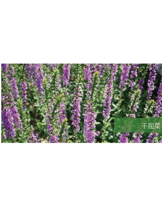 標題：地被
瀏覽次數(shù)：2223
發(fā)表時間：2020-10-17