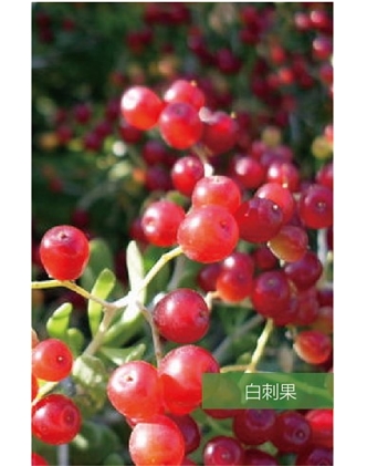 標(biāo)題：名貴樹種
瀏覽次數(shù)：1829
發(fā)表時(shí)間：2020-10-17