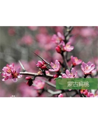 標(biāo)題：名貴樹種
瀏覽次數(shù)：1791
發(fā)表時(shí)間：2020-10-17