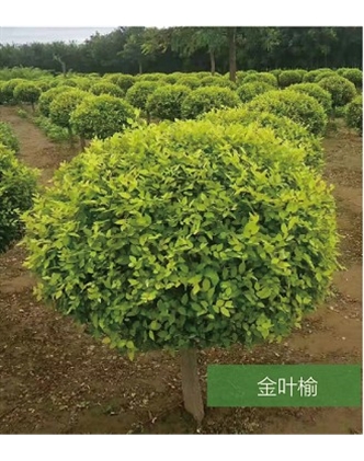 標(biāo)題：名貴樹種
瀏覽次數(shù)：1826
發(fā)表時(shí)間：2020-10-17