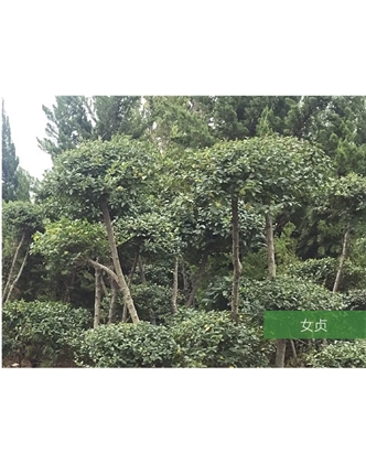 標(biāo)題：名貴樹種
瀏覽次數(shù)：1803
發(fā)表時(shí)間：2020-10-17