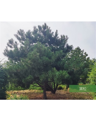 標(biāo)題：名貴樹種
瀏覽次數(shù)：2445
發(fā)表時間：2020-10-17