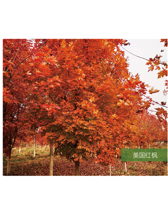 標(biāo)題：名貴樹種
瀏覽次數(shù)：2354
發(fā)表時間：2020-10-17