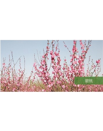 標(biāo)題：?jiǎn)坦嗄?瀏覽次數(shù)：1750
發(fā)表時(shí)間：2020-10-17