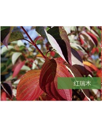 標題：喬灌木
瀏覽次數(shù)：1942
發(fā)表時間：2020-10-17