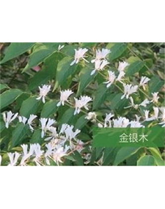 標(biāo)題：?jiǎn)坦嗄?瀏覽次數(shù)：1816
發(fā)表時(shí)間：2020-10-17