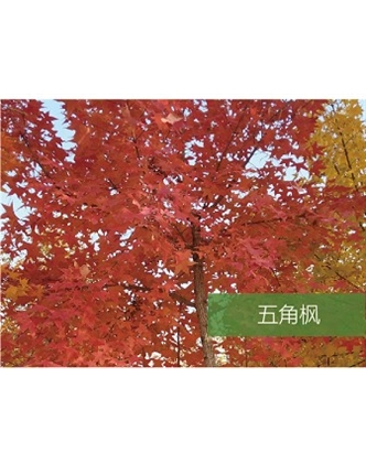 標(biāo)題：喬灌木
瀏覽次數(shù)：1879
發(fā)表時間：2020-10-17