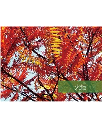 標(biāo)題：喬灌木
瀏覽次數(shù)：1818
發(fā)表時間：2020-10-17