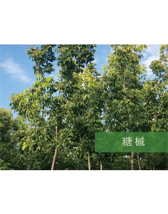 標(biāo)題：喬灌木
瀏覽次數(shù)：2527
發(fā)表時(shí)間：2020-10-17