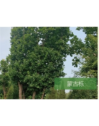 標(biāo)題：喬灌木
瀏覽次數(shù)：2543
發(fā)表時(shí)間：2020-10-17