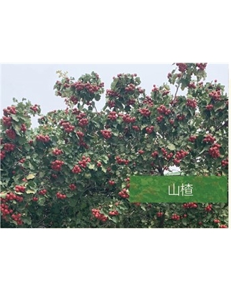 標(biāo)題：喬灌木
瀏覽次數(shù)：2446
發(fā)表時(shí)間：2020-10-17